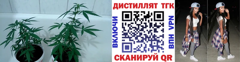 Дистиллят ТГК гашишное масло  купить   Славск 